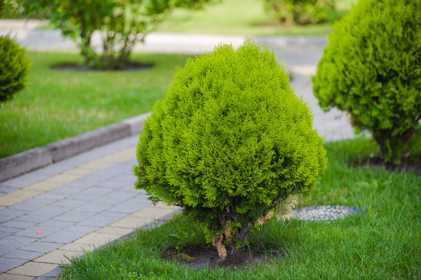 景观设计要素。乡间别墅酒店。美丽的草坪与观赏树木和长凳图片下载