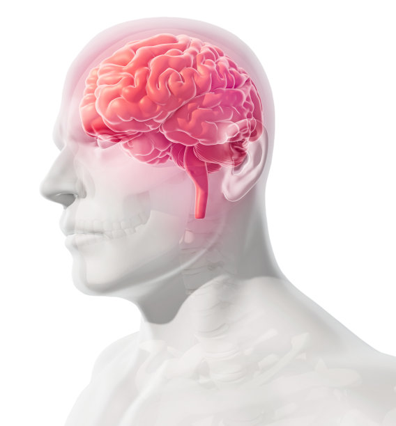 人体内部器官-大脑。素材图片