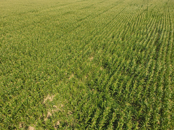 字段的玉米。绿玉米在田里开花。玉米穗轴的生长和成熟时期。图片下载