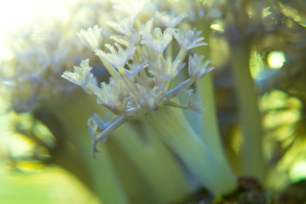 珊瑚离我们很近图片下载