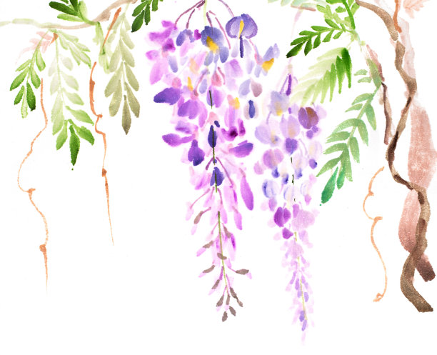 水彩painting_wisteria图片下载