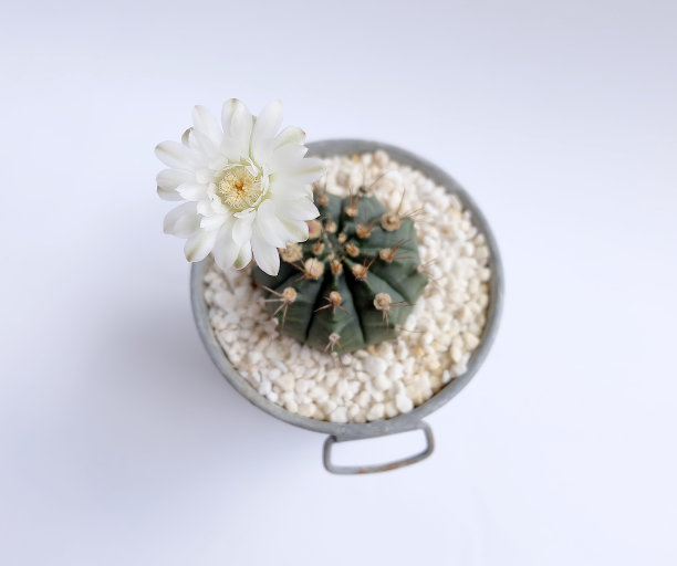 花，仙人掌孤立在白色的背景图片下载