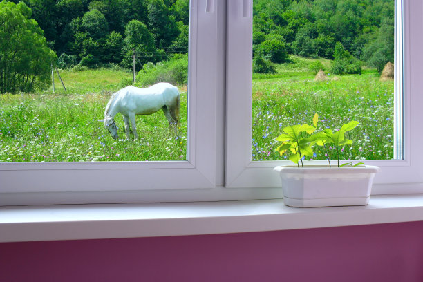 窗台上的小植物和草地上放牧的马图片下载