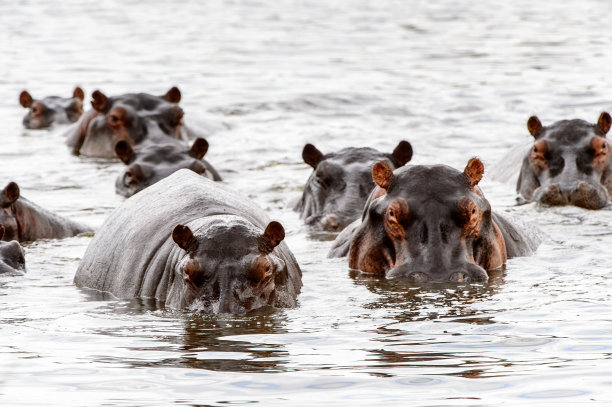 许多河马，在莫雷米禁猎区(奥卡万戈河三角洲)，国家公园，博茨瓦纳素材图片
