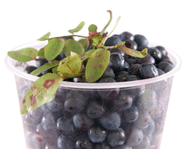 杯子里的蓝莓图片下载