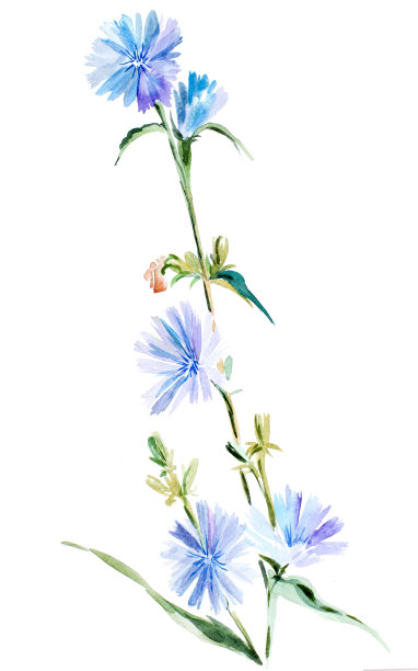 水彩奇科里图片下载