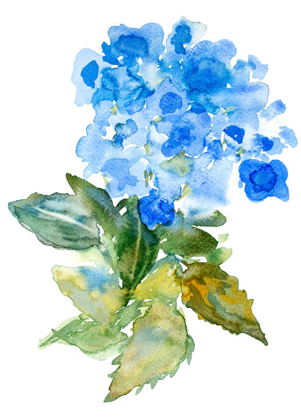 水彩绣球花图片下载