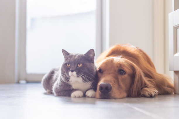 英国短毛猫和金毛猎犬素材图片