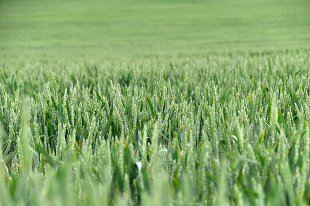 绿色农业麦田，选择性重点。图片下载