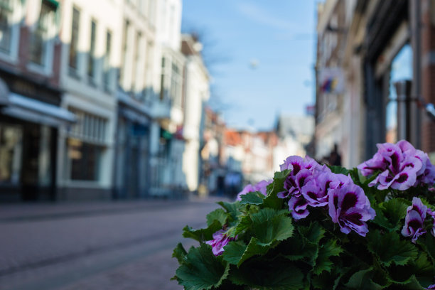 哈勒姆城centrum花照片图片下载