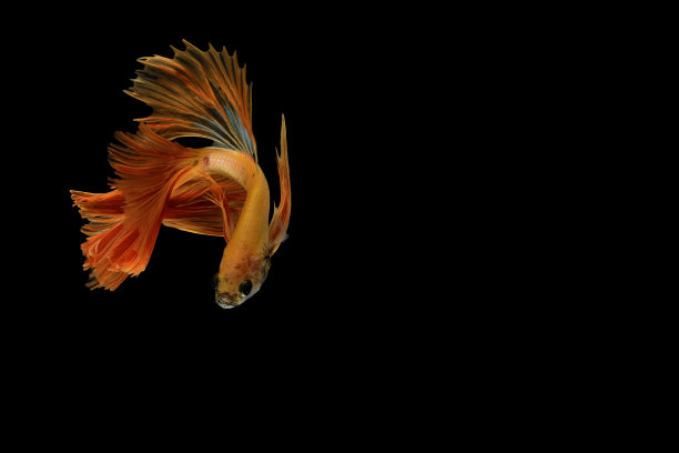 捕捉白色暹罗打斗鱼孤立在黑色背景，Betta splendens，给阿拉伯人的礼物，泰国文化活着，给欧洲人的礼物感人的时刻素材图片