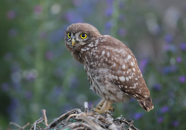 大系列中的一张照片是关于一只小猫头鹰的雏鸟，它们摆着不同的姿势，有着大大的黄色眼睛。在早晨、下午和傍晚的光线下，用模糊的背景拍摄鸟类。图片下载