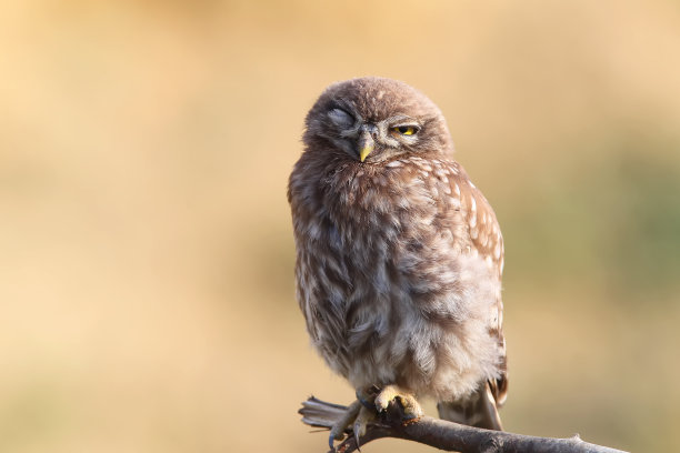 大系列中的一张照片是关于一只小猫头鹰的雏鸟，它们摆着不同的姿势，有着大大的黄色眼睛。在早晨、下午和傍晚的光线下，用模糊的背景拍摄鸟类。图片下载