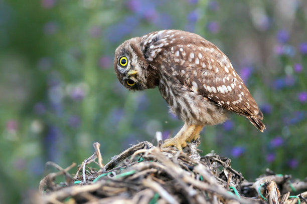 大系列中的一张照片是关于一只小猫头鹰的雏鸟，它们摆着不同的姿势，有着大大的黄色眼睛。在早晨、下午和傍晚的光线下，用模糊的背景拍摄鸟类。图片下载