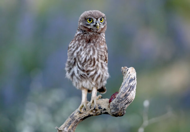 大系列中的一张照片是关于一只小猫头鹰的雏鸟，它们摆着不同的姿势，有着大大的黄色眼睛。在早晨、下午和傍晚的光线下，用模糊的背景拍摄鸟类。图片下载