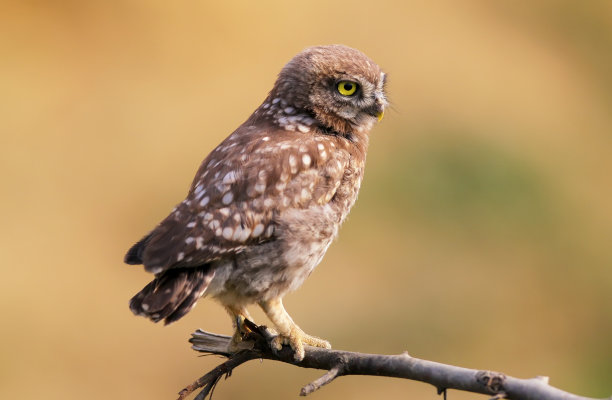 大系列中的一张照片是关于一只小猫头鹰的雏鸟，它们摆着不同的姿势，有着大大的黄色眼睛。在早晨、下午和傍晚的光线下，用模糊的背景拍摄鸟类。图片下载