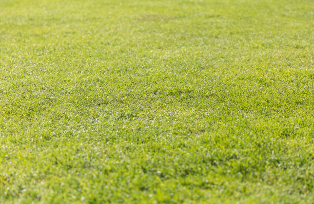 绿草地背景图片下载