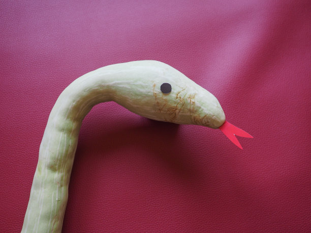 蛇形南瓜在布尔多红色图片下载