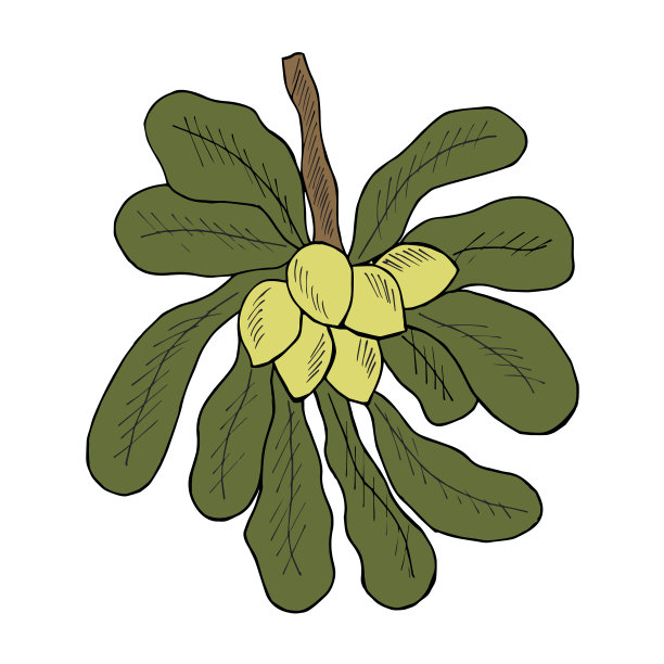 牛油果，衬垫，彩色图片下载