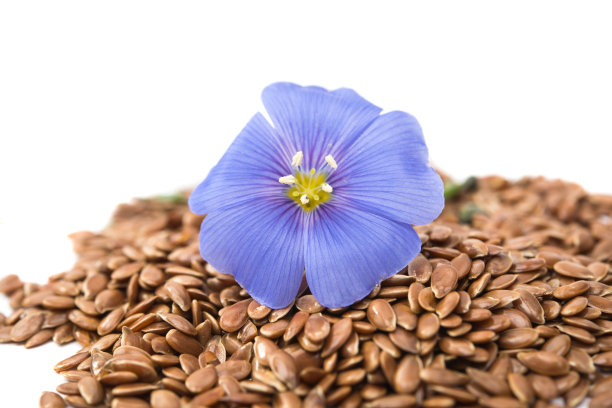 亚麻花孤立图片下载