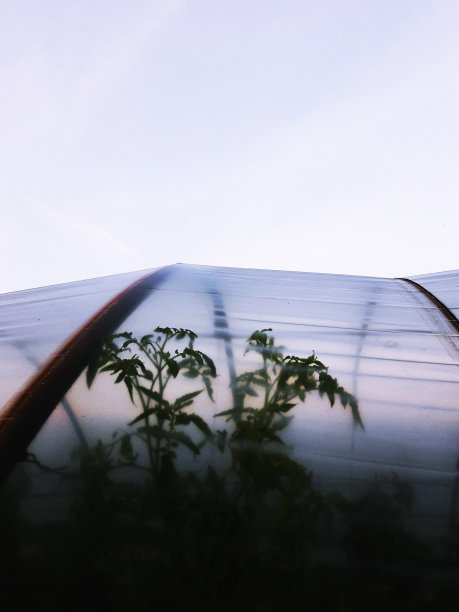 在花园里图片下载