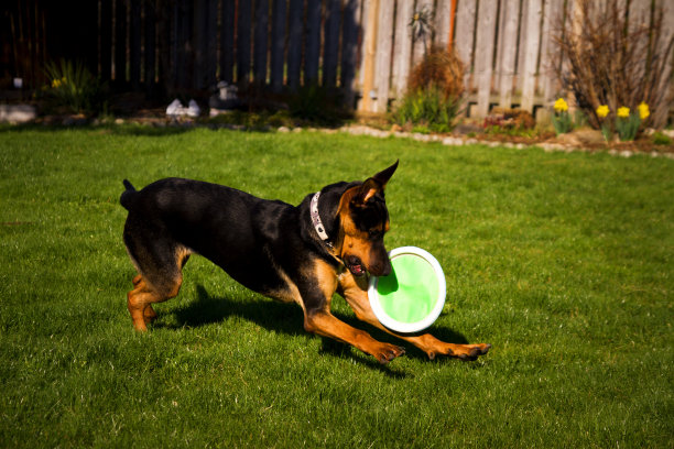 飞盘取回。图片下载