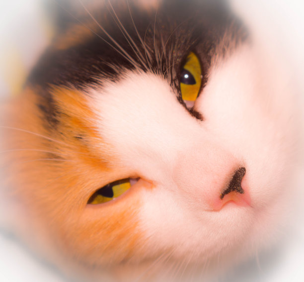 软基蒂图片下载