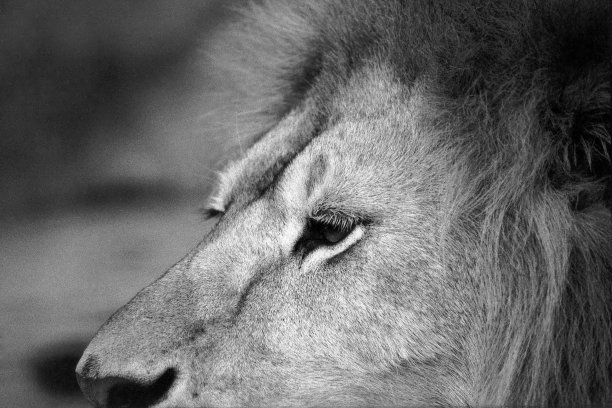 配置文件图片下载