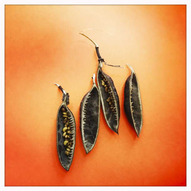 Baptisia豆荚图片下载