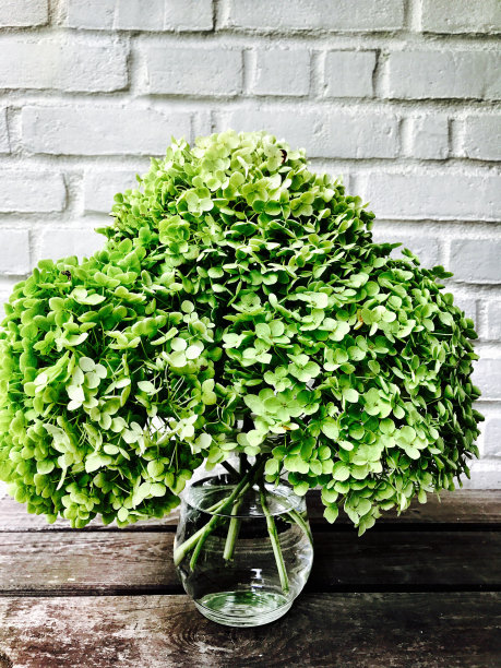 玻璃花瓶中一束绿色绣球花的特写图片下载