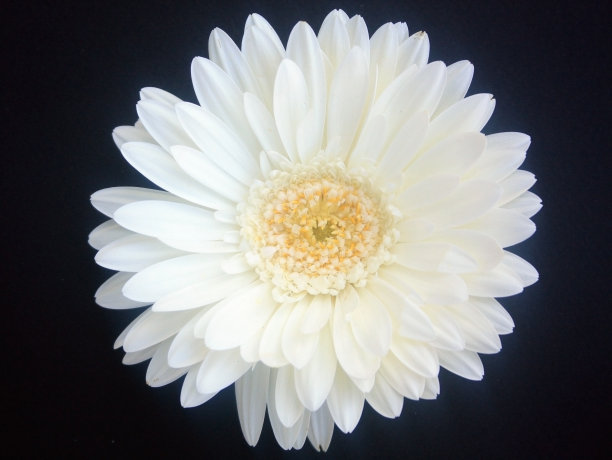 白色的雏菊花图片下载