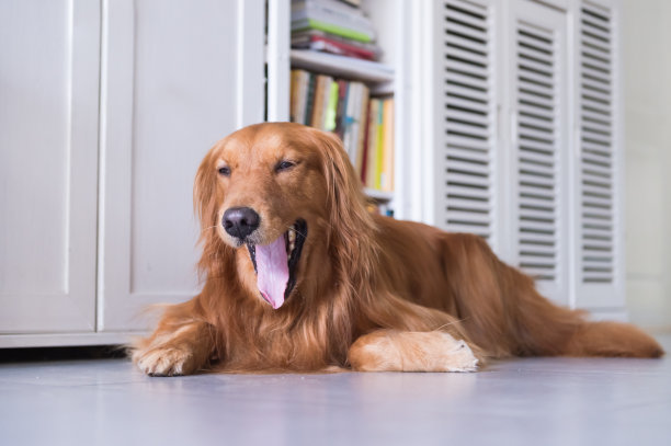金毛猎犬躺在地上图片下载