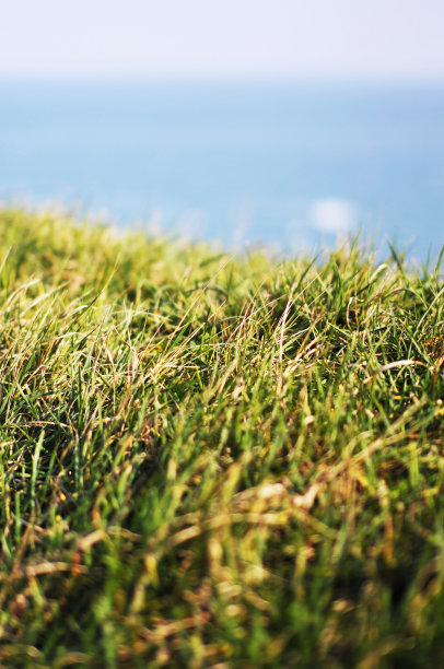 海滩草图片下载