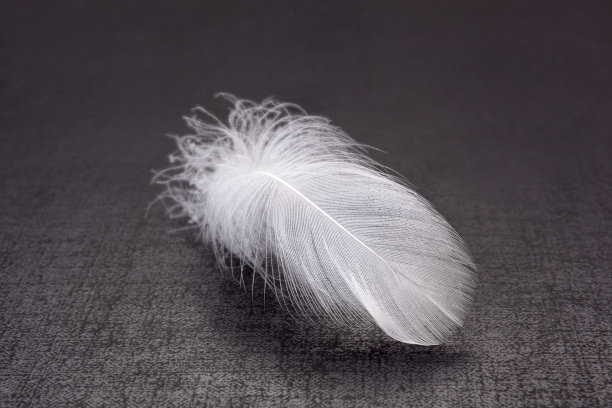 深色背景上的轻量级羽毛图片下载