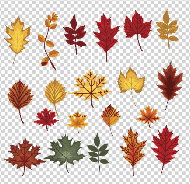 抽象矢量图与秋天的叶子Trans图片下载