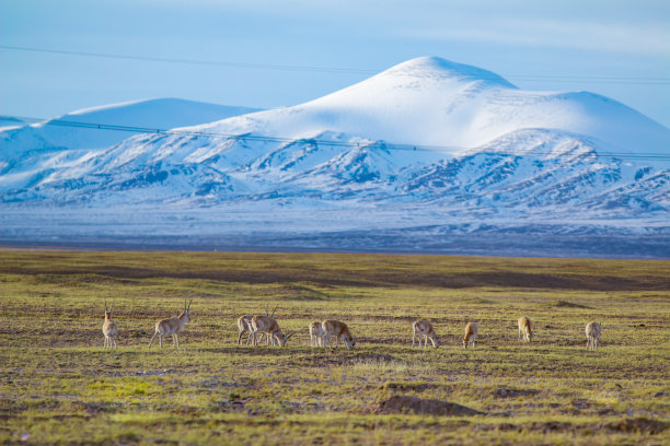 贴着动物靠近雪山素材图片