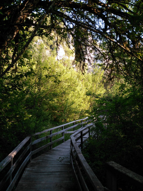 树木和木路图片下载