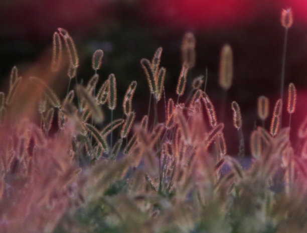 阳光下的草图片下载