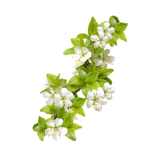 春天的花朵图片下载