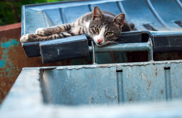 在一个炎热的夏天，一只无家可归的悲伤的猫躺在一个垃圾桶的盖子上图片下载