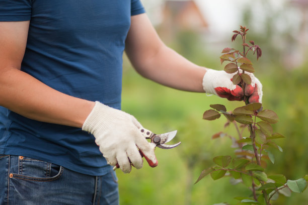 特写手在白手套和剪枝修剪玫瑰灌木图片下载