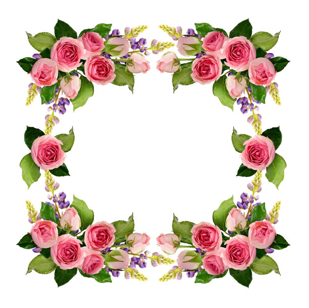 粉红玫瑰花蕾相框图片下载