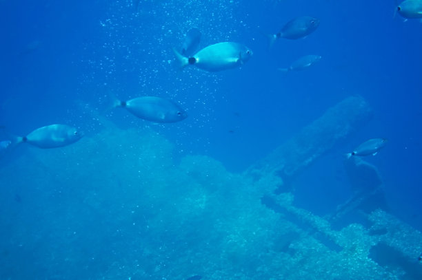 厄尔巴岛西海岸的水下景色图片下载