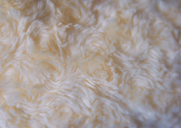 白猫flur背景图片下载