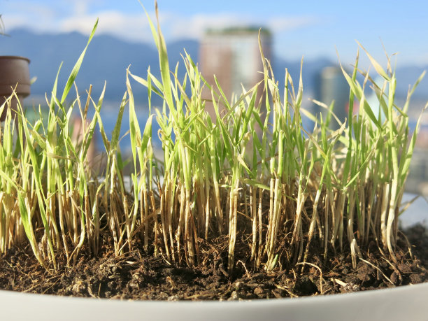 小麦草与城市背景图片下载
