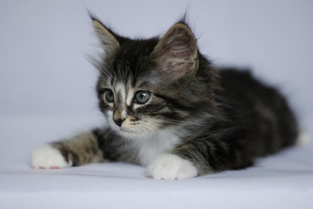 挪威猫的长毛，虎灰色和白色，在白色的工作室背景上图片下载