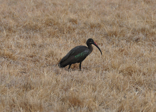 Hadada宜必思走图片下载