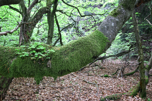 长满苔藓的山毛榉树的老美国黑松枝图片下载