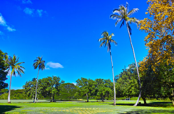 棕榈树和蓝天图片下载
