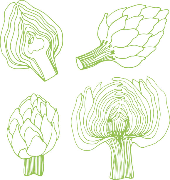 季节性秋季蔬菜。手绘向量集。洋蓟图片下载